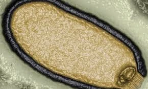 Microscopic close-up of a virus particle labeled as a zombie virus, showing its complex structure under lab magnification.